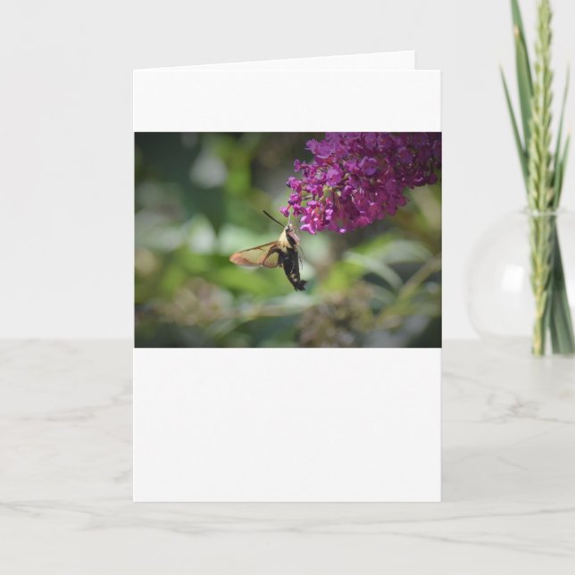 Hummingbird Moth, tarjeta (Anverso)