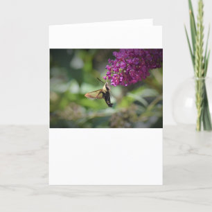 Hummingbird Moth, tarjeta