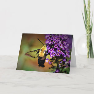 Hummingbird Moth, tarjeta