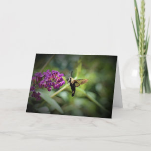 Hummingbird Moth, tarjeta