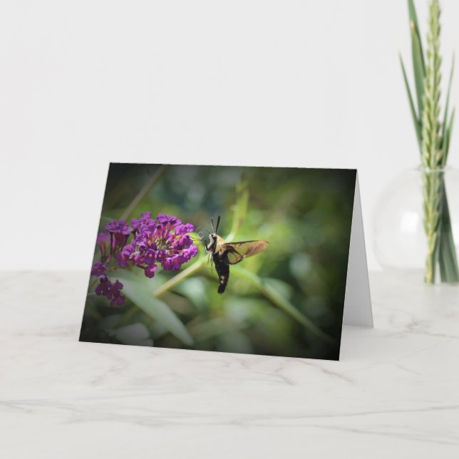 Hummingbird Moth, tarjeta (Anverso)
