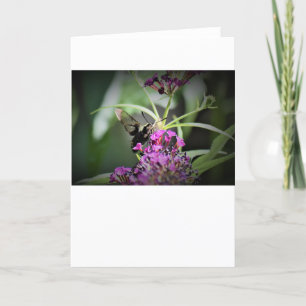 Hummingbird Moth, tarjeta