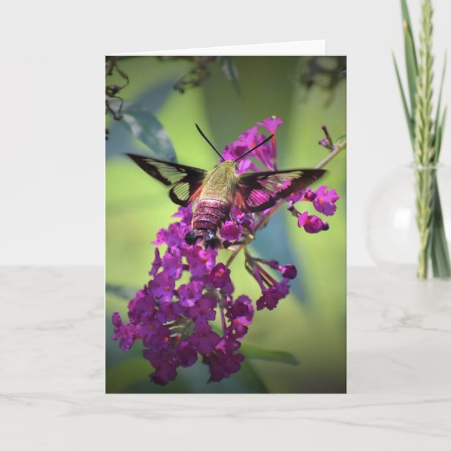 Hummingbird Moth, tarjeta (Anverso)