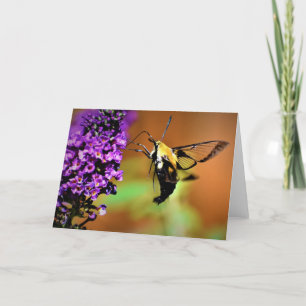 Hummingbird Moth, tarjeta
