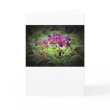 Hummingbird Moth, tarjeta