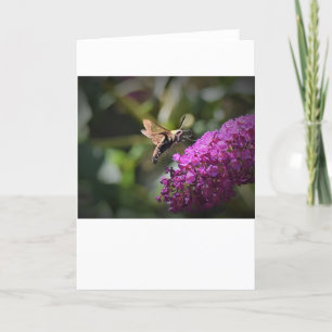 Hummingbird Moth, tarjeta