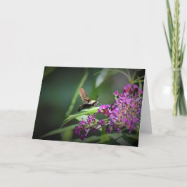 Hummingbird Moth, tarjeta