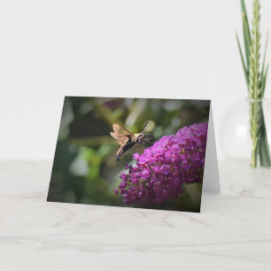 Hummingbird Moth, tarjeta