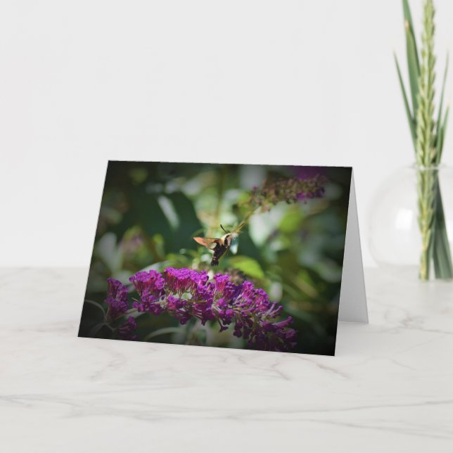 Hummingbird Moth, tarjeta (Anverso)