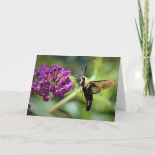 Hummingbird Moth, tarjeta