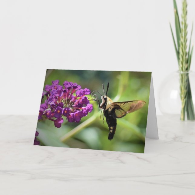 Hummingbird Moth, tarjeta (Anverso)