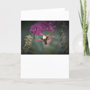 Hummingbird Moth, tarjeta