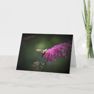 Hummingbird Moth, tarjeta