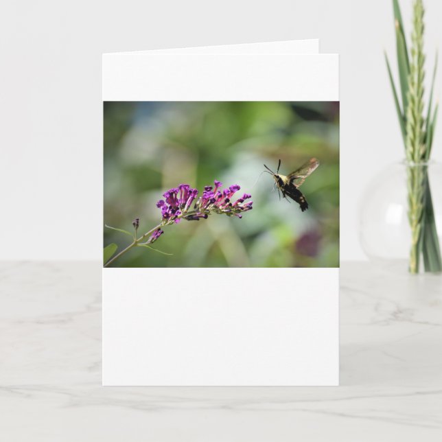 Hummingbird Moth, tarjeta (Anverso)