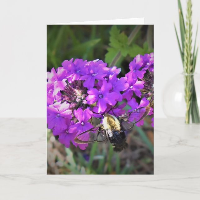 Hummingbird Moth & Verbena, tarjeta (Anverso)