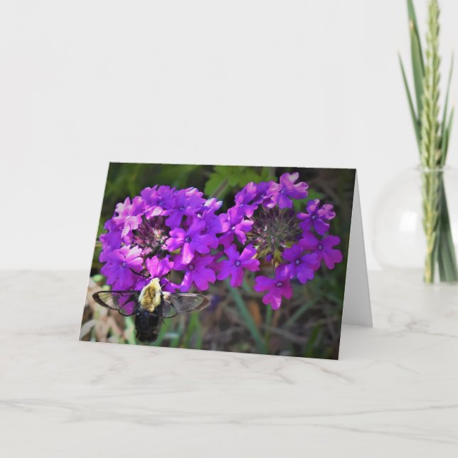 Hummingbird Moth & Verbena, tarjeta (Anverso)
