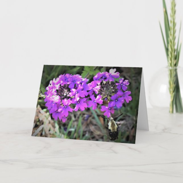 Hummingbird Moth & Verbena, tarjeta (Anverso)