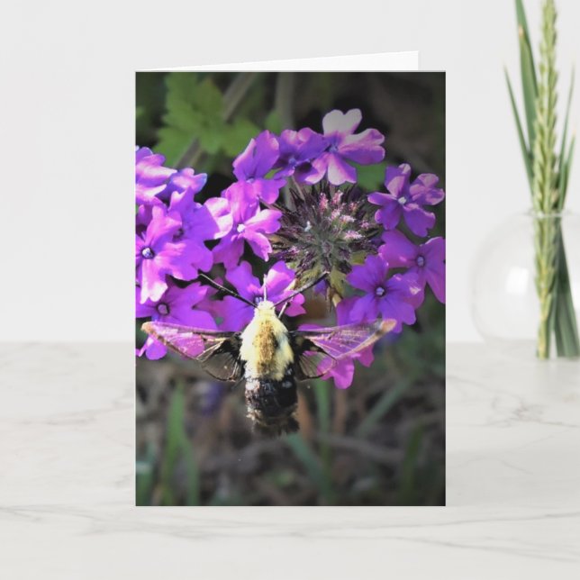 Hummingbird Moth & Verbena, tarjeta (Anverso)