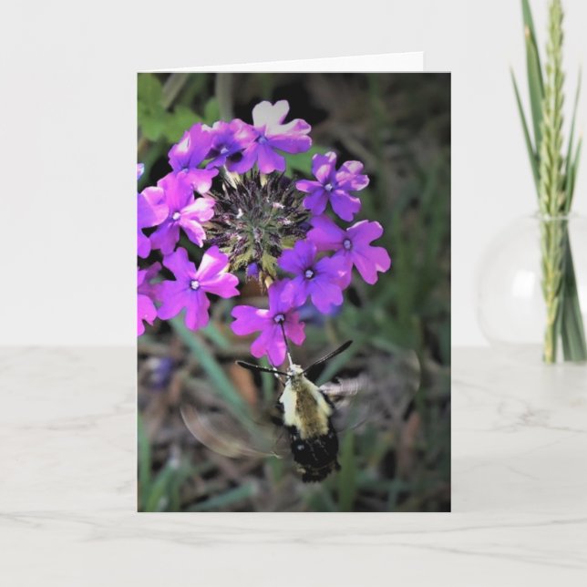 Hummingbird Moth & Verbena, tarjeta (Anverso)