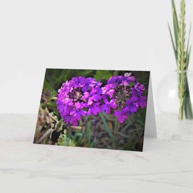 Hummingbird Moth & Verbena, tarjeta (Anverso)