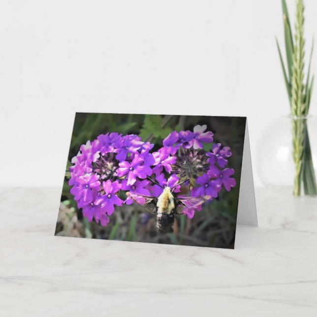 Hummingbird Moth & Verbena, tarjeta (Anverso)