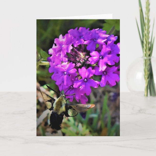 Hummingbird Moth & Verbena, tarjeta (Anverso)