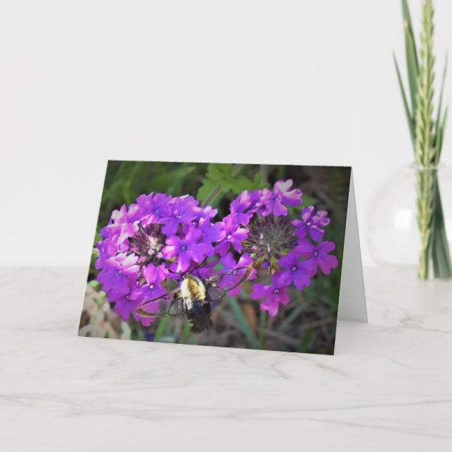 Hummingbird Moth & Verbena, tarjeta (Anverso)