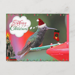 Hummingbird navidad