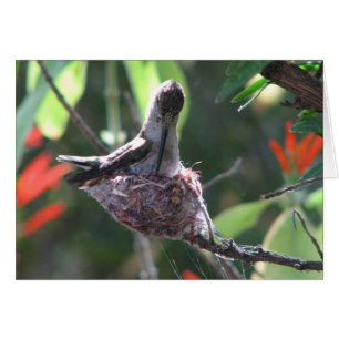 Hummingbird prepara su nido