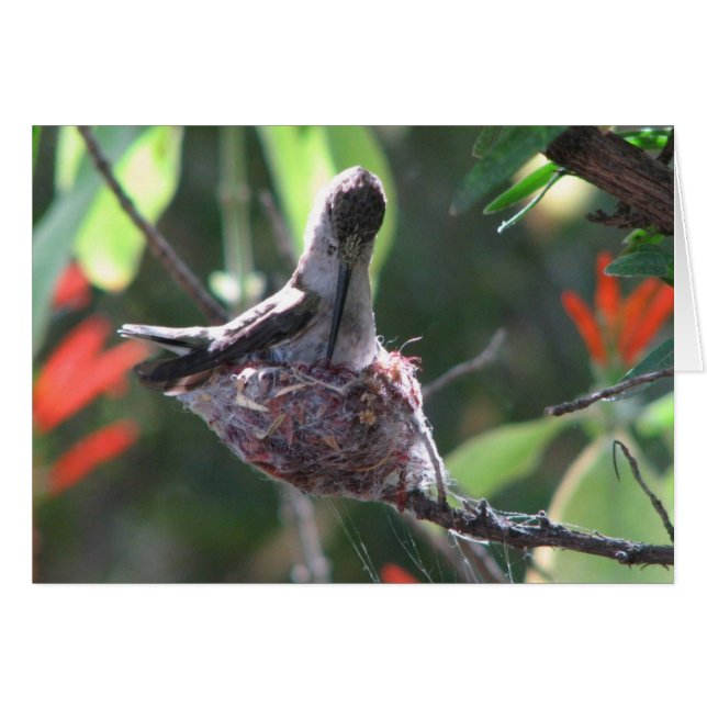 Hummingbird prepara su nido (Anverso (Horizontal))