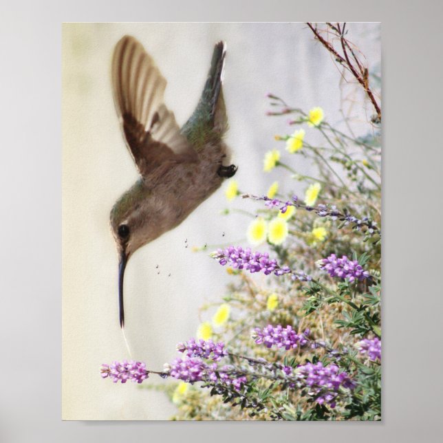 Hummingbird y Wildflowers Arte Digital (Frente)