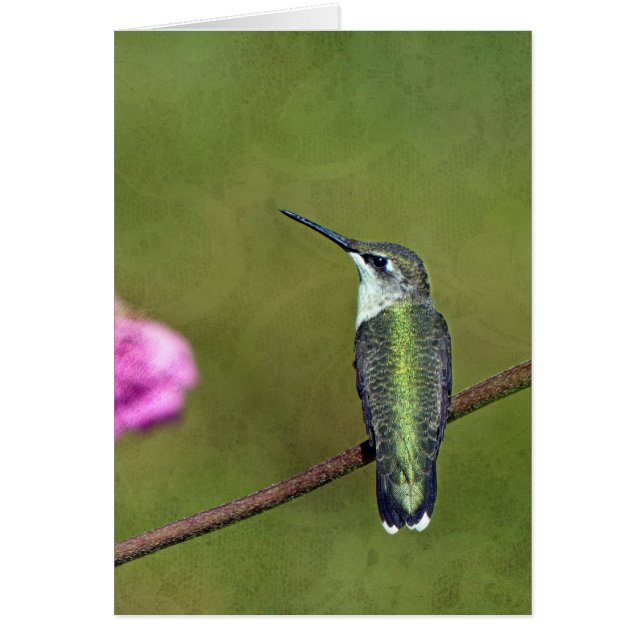 Hummingbird y Zinnia (Frente)