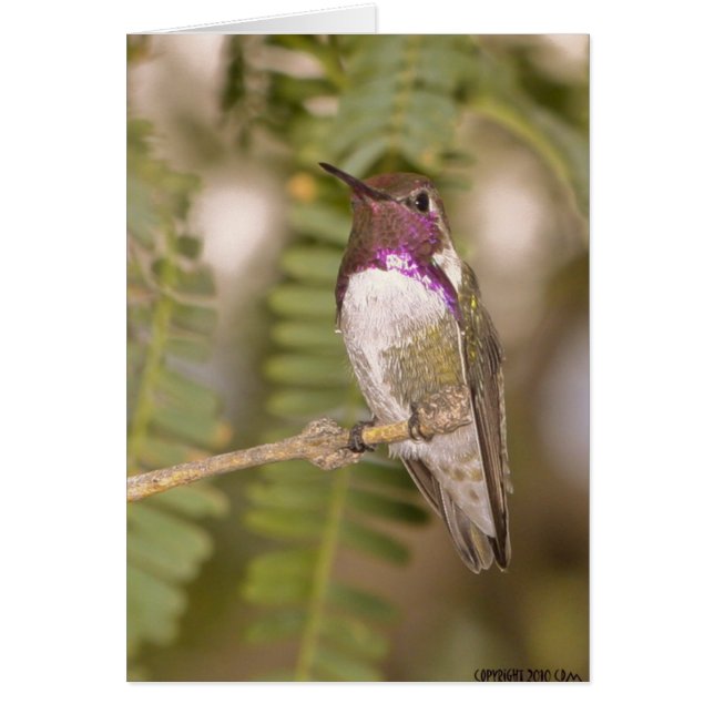 Hummingbirds068 (Frente)