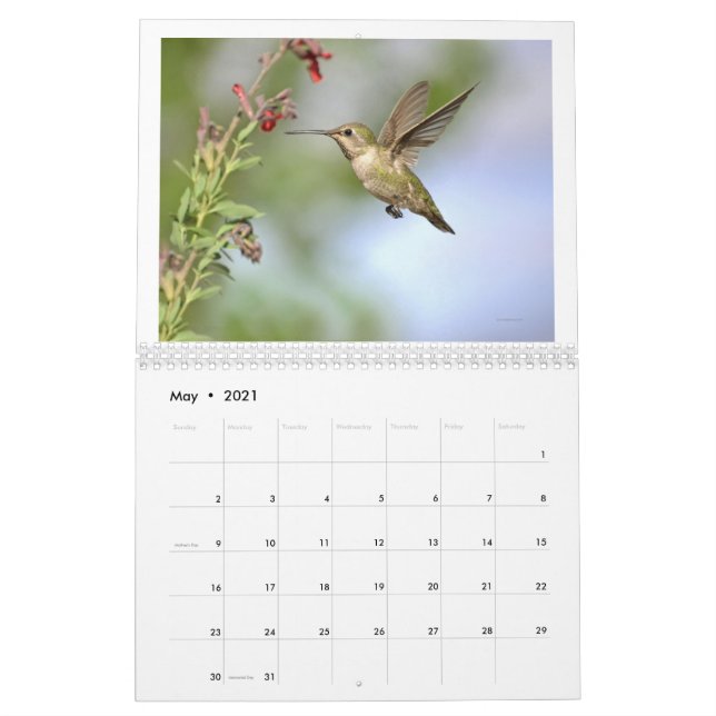Hummingbirds del Calendario 2024 de California (May 2021)