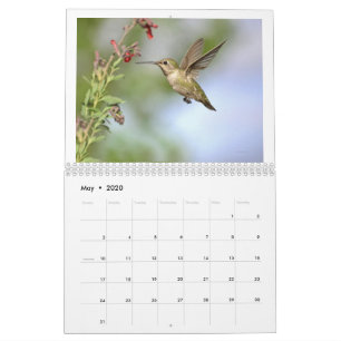 Hummingbirds del calendario California 2020