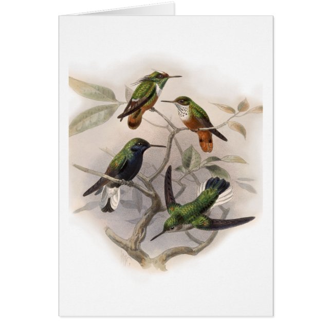 Hummingbirds In Flight - Personalizado (Frente)