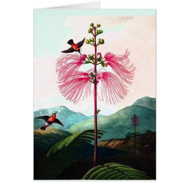 Hummingbirds mimosa flor de árbol vintage (Frente)
