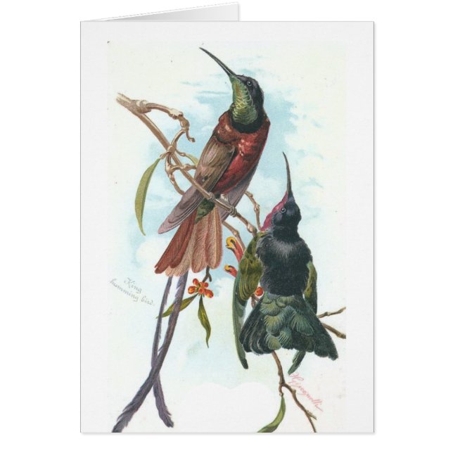 Hummingbirds vintage (Frente)