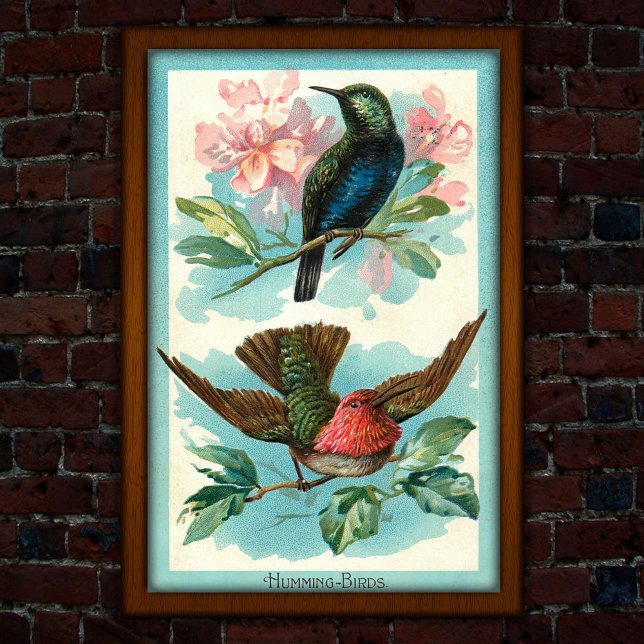 Hummingbirds Vintage 1917 Arte Tropical (Subido por el creador)