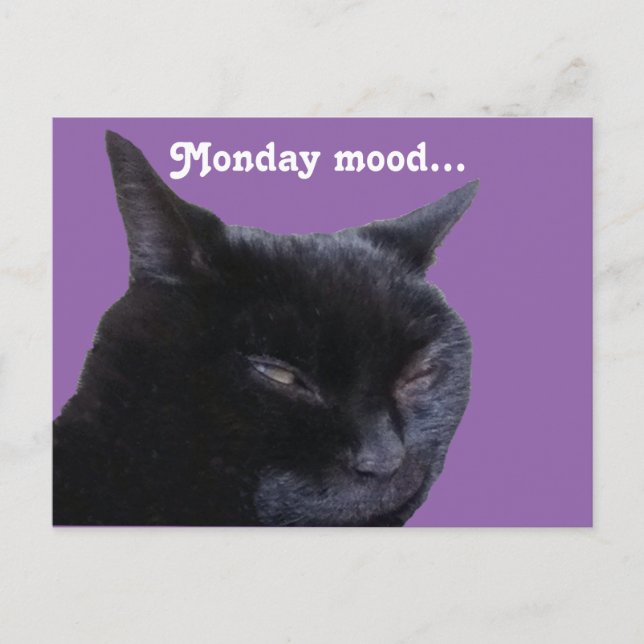 Humor del gato de la tarjeta postal (Anverso)