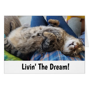 Humor del gato de Tabby el dormir