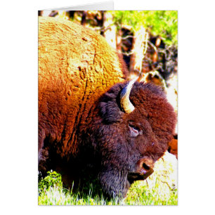 ¿Humor Tarjeta-Qué son usted que mira?