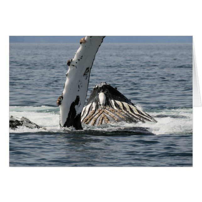 Humpback Whale (Anverso (Horizontal))