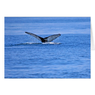 Humpback Whale Fluke