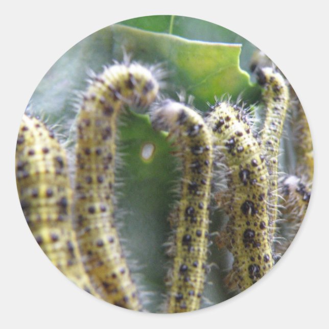 Hunbage Cabbage White Caterpillar Pegatinas (Anverso)