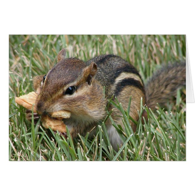 Hungry Chipmunk (Anverso (Horizontal))