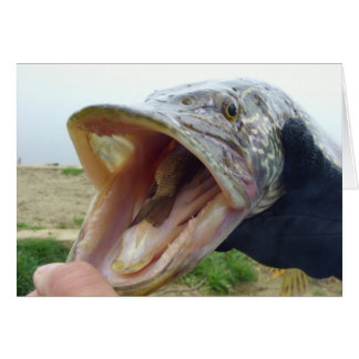 Hungry Pike