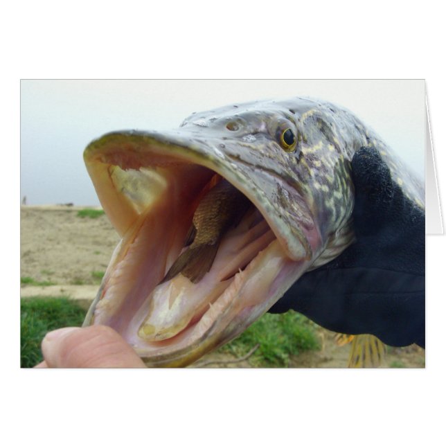 Hungry Pike (Anverso (Horizontal))