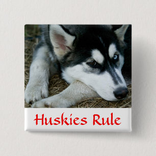 Huskies gobiernan el botón Husky Pin Siberiano