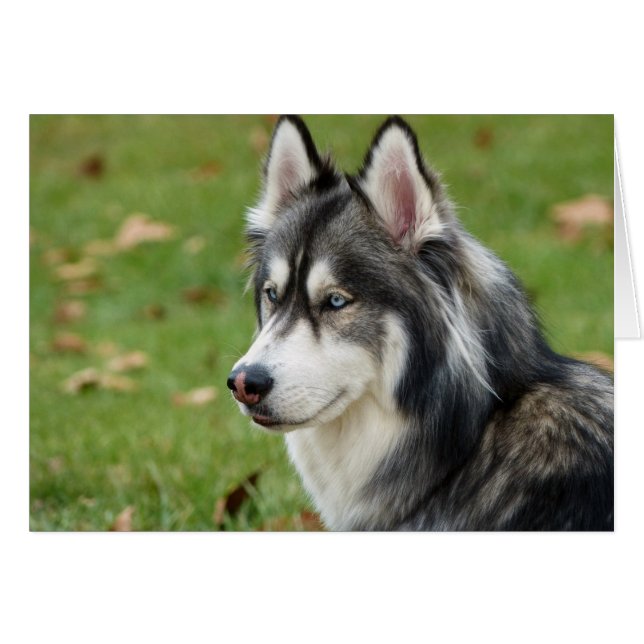 Husky (Anverso (Horizontal))